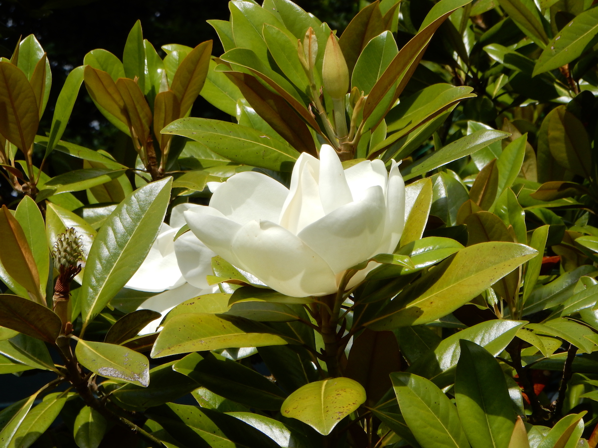 grandiflora